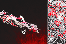 Body Skins & Decals