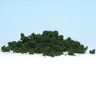 Underbrush